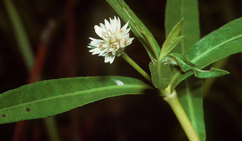 Alligator weed