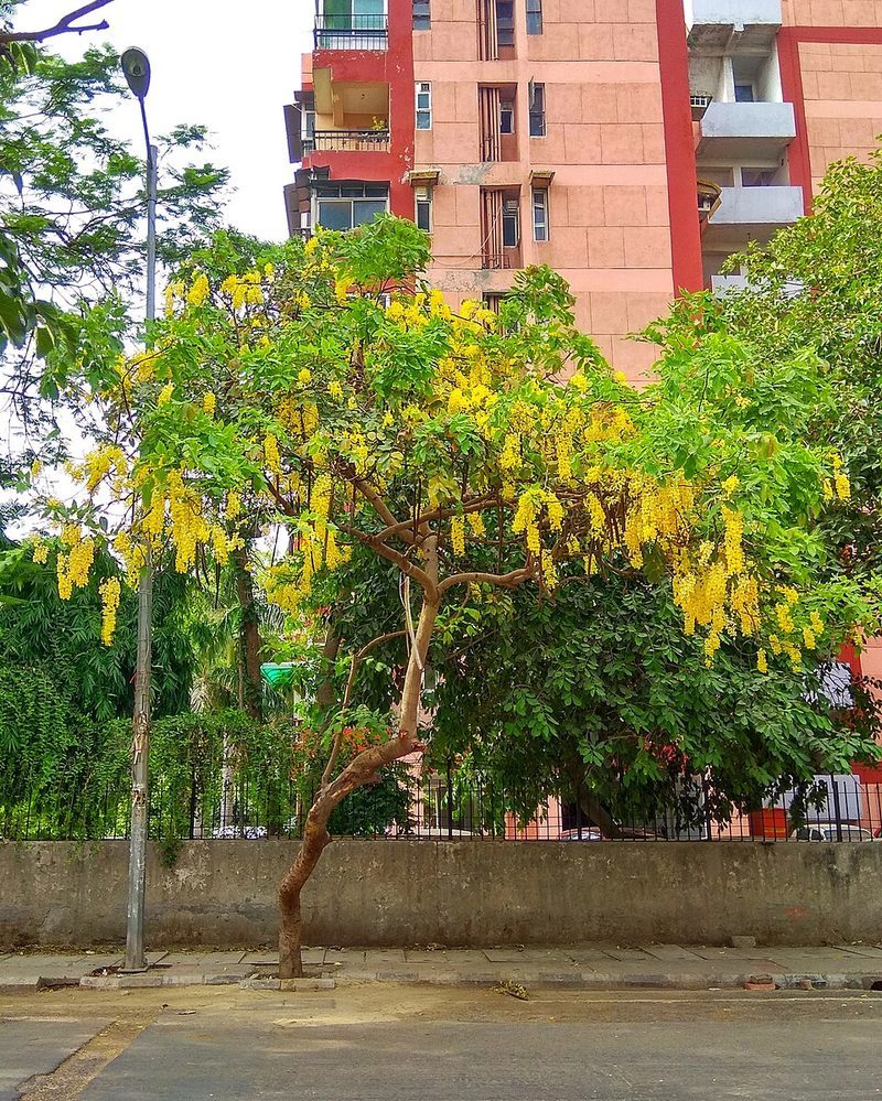 Amaltas