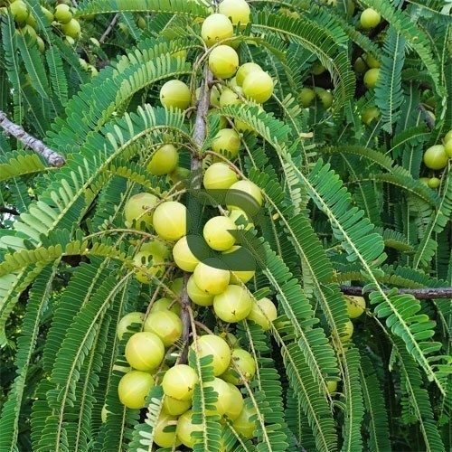 Amla