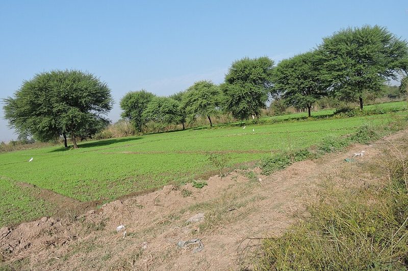 Babul