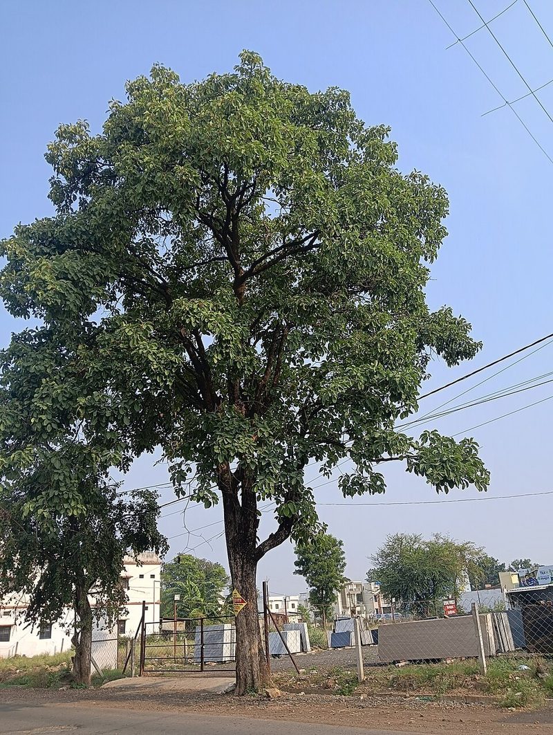 Bahera