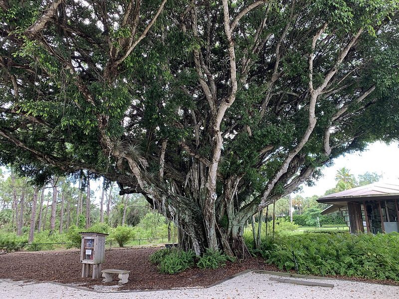 Banyan (National Tree)