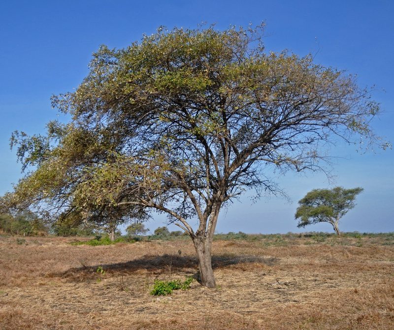Ber