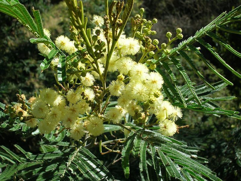 Black wattle