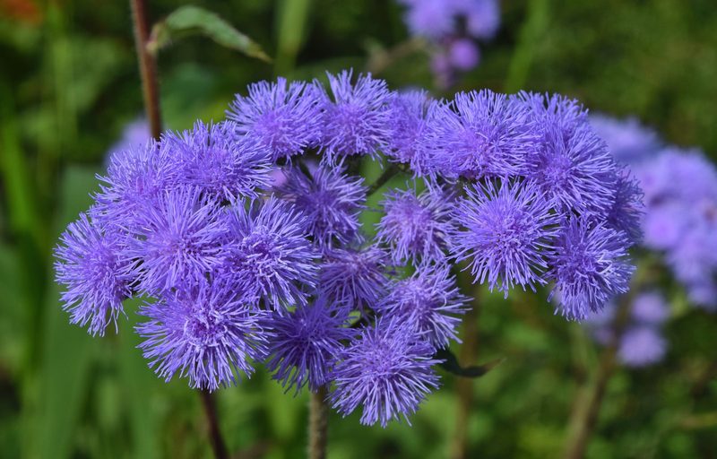 Blue billygoat weed