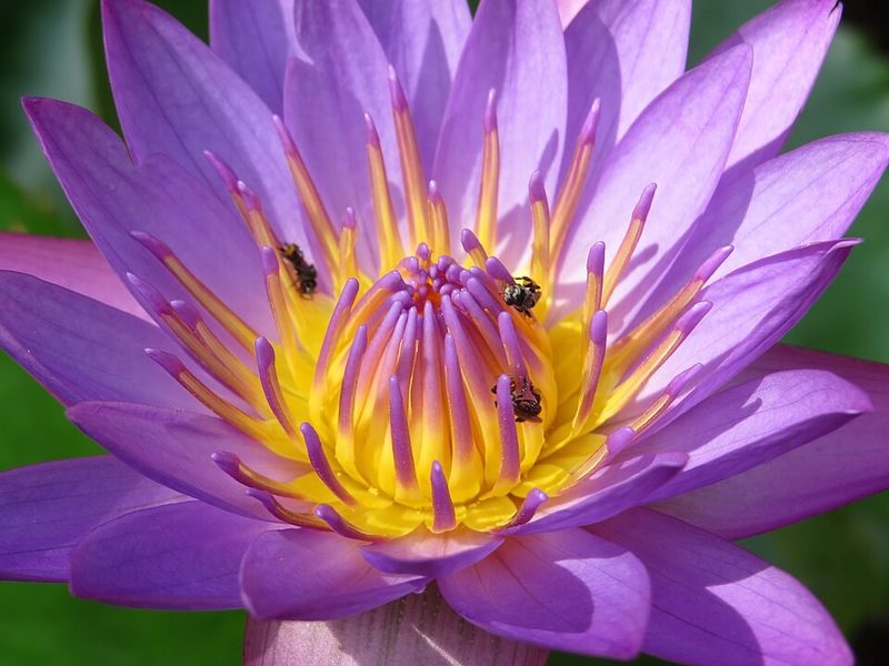 Blue water lily