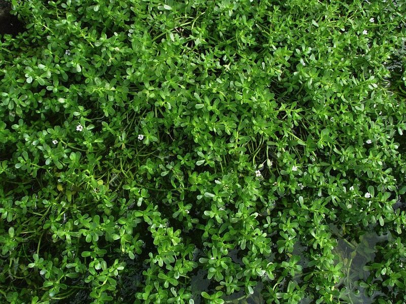 Brahmi