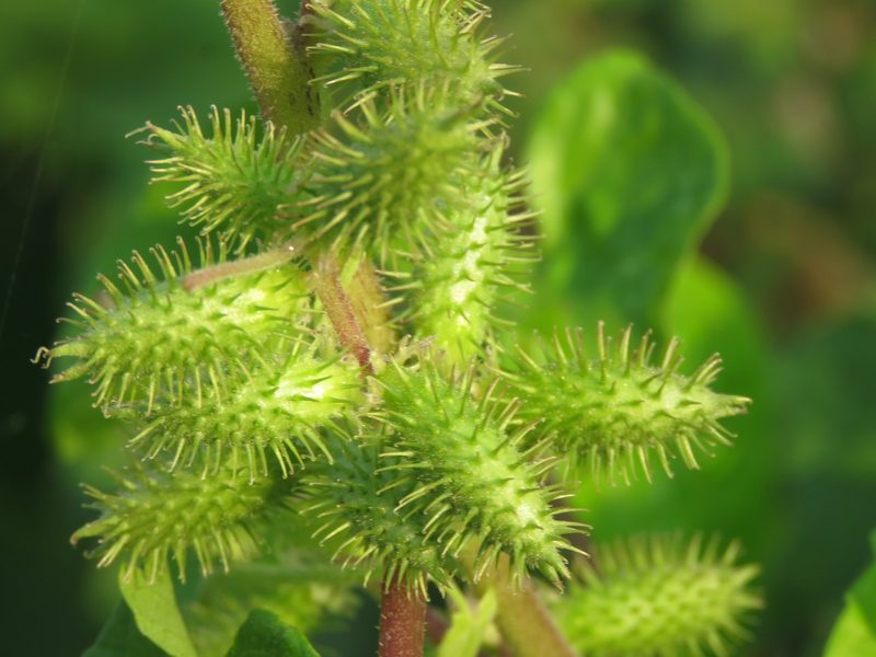 Cocklebur