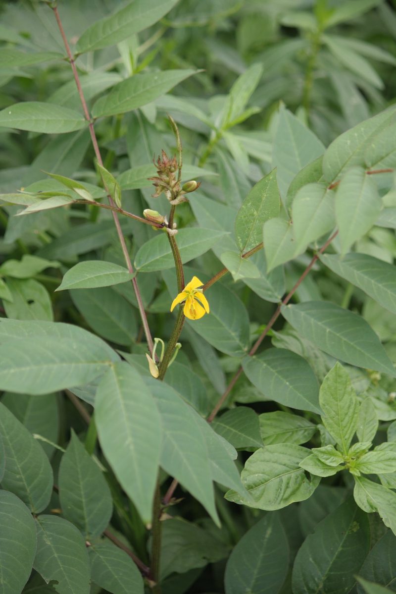 Coffee senna