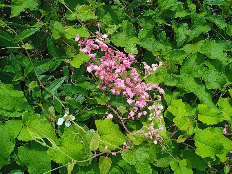 Coral creeper