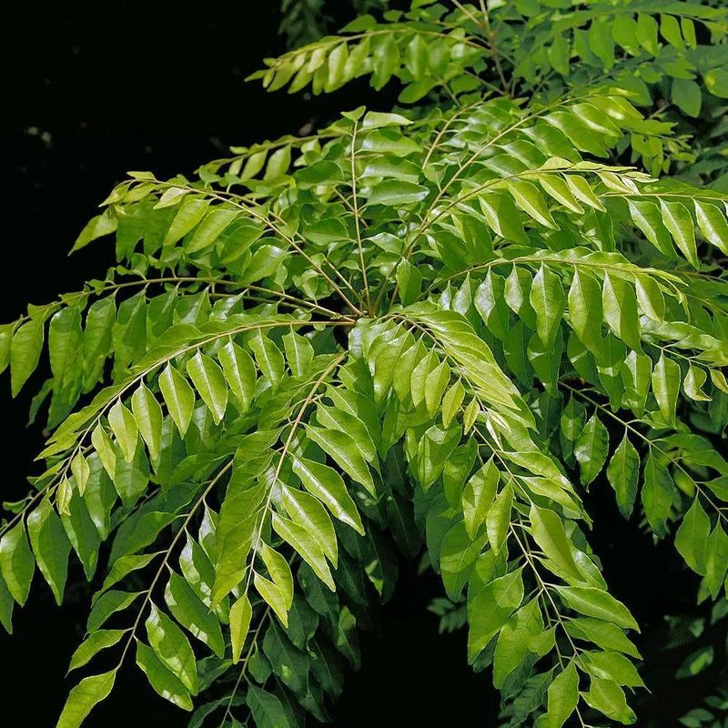 Curry leaf