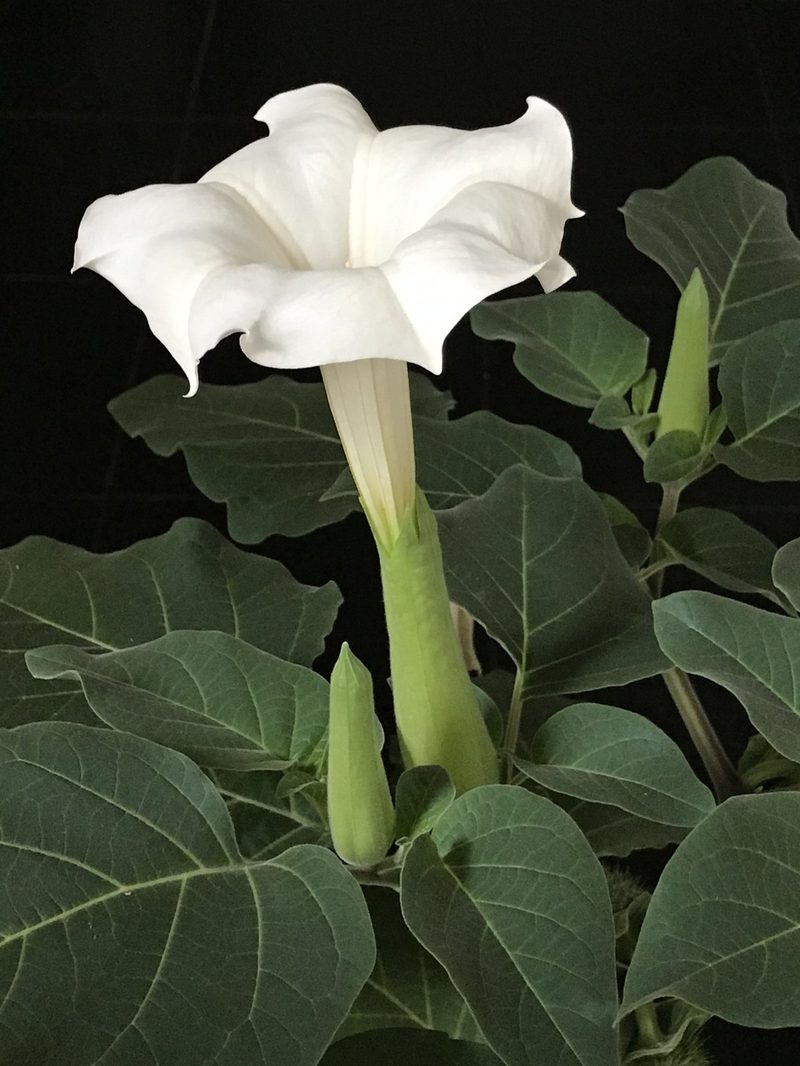 Downy thorn apple