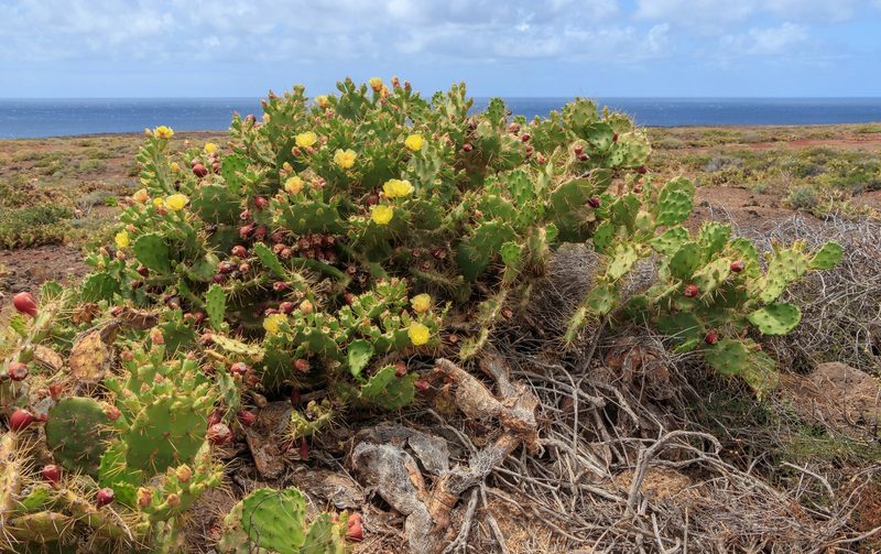 Erect prickly pear
