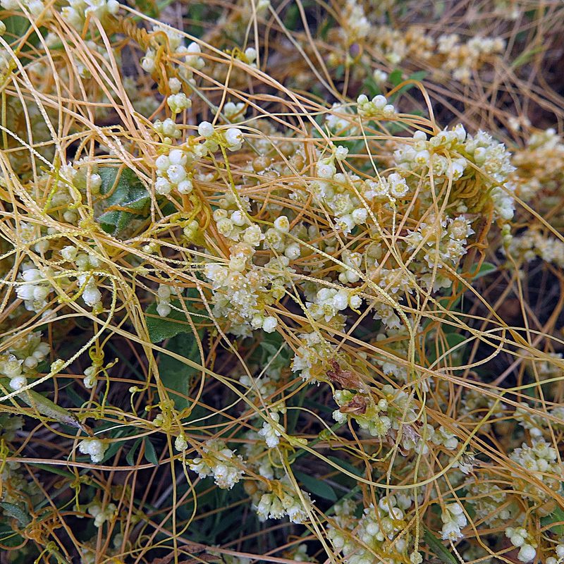Field dodder