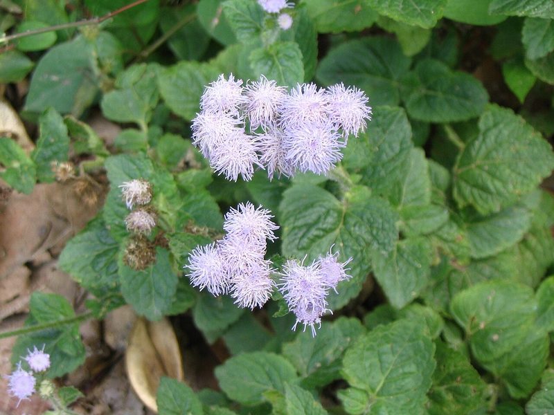 Billygoat weed