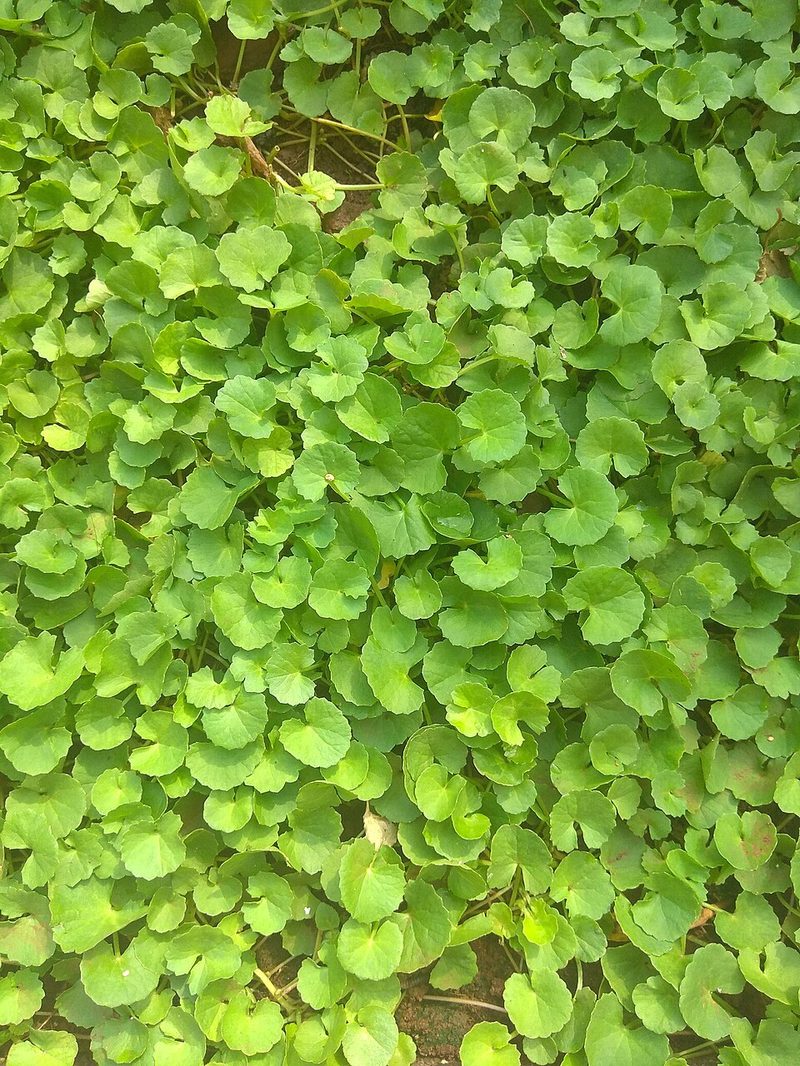 Gotu kola