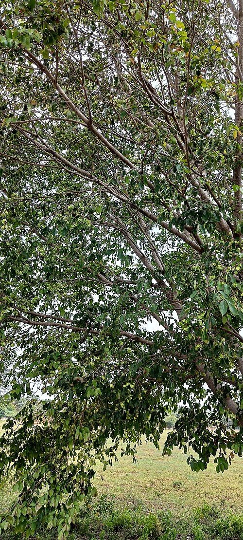 Indian elm