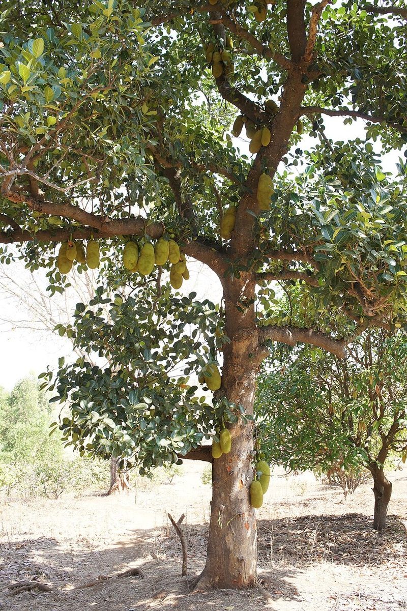 Jackfruit