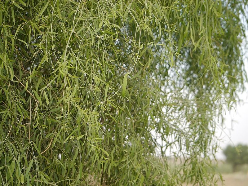 Jhal