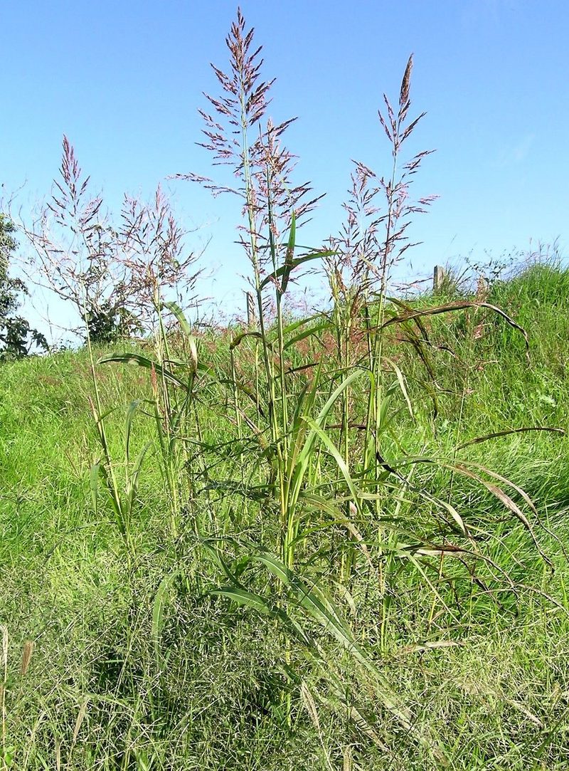 Johnson grass