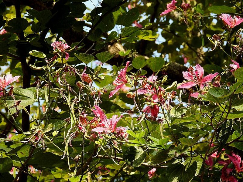 Kachnar