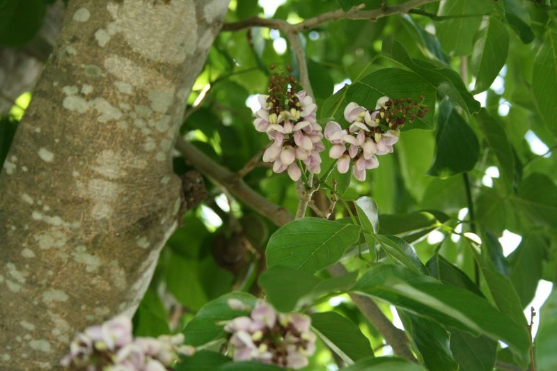 Karanja