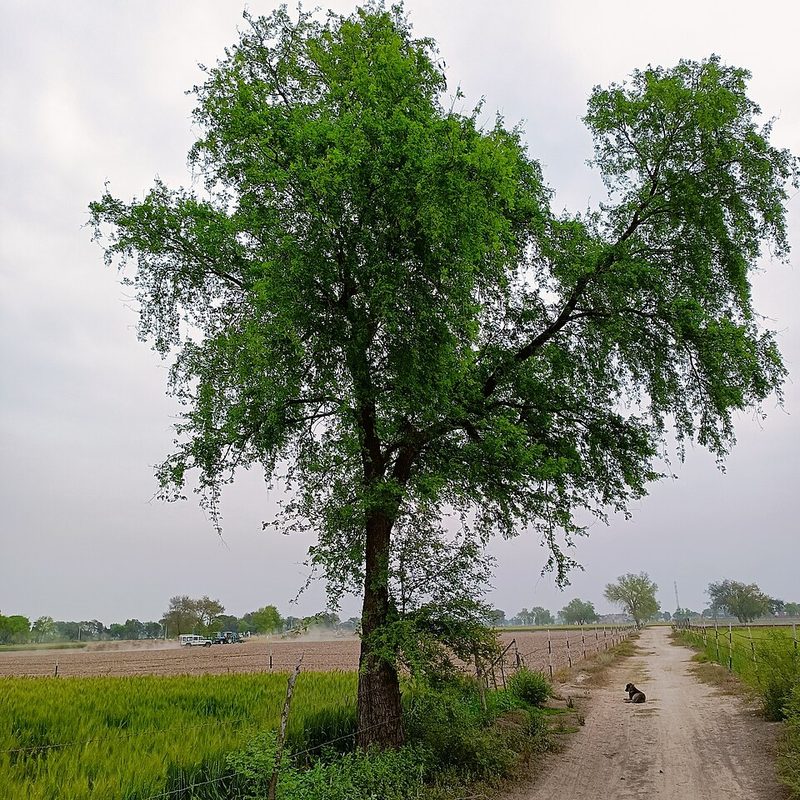 Khejri (State tree