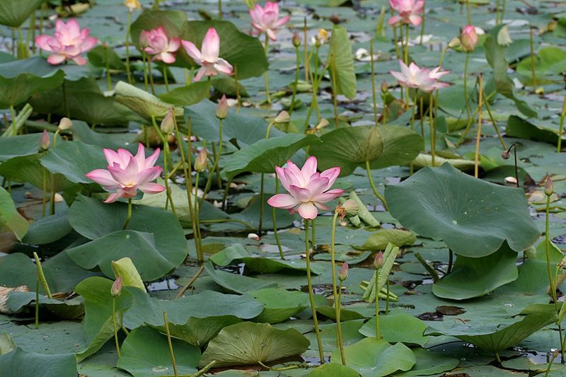 Lotus (National Flower)