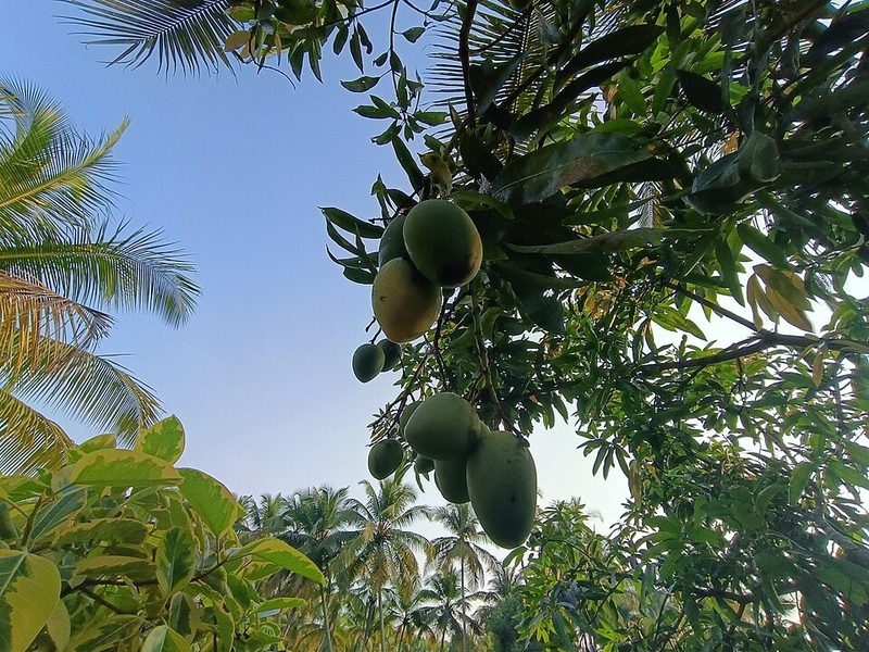 Mango (National Fruit)
