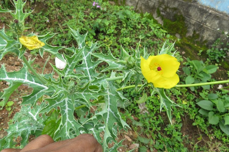 Mexican prickly poppy
