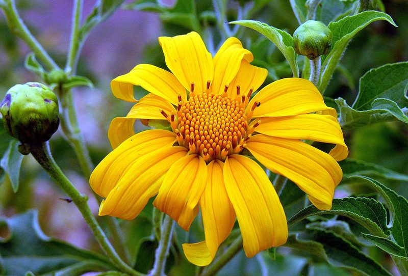Mexican sunflower