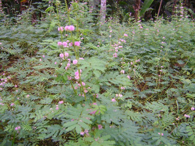 Giant sensitive plant