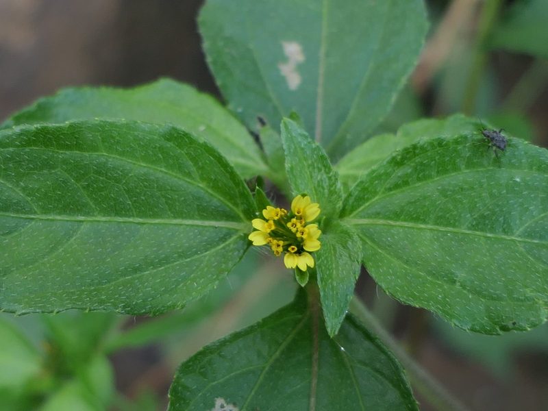 Node weed