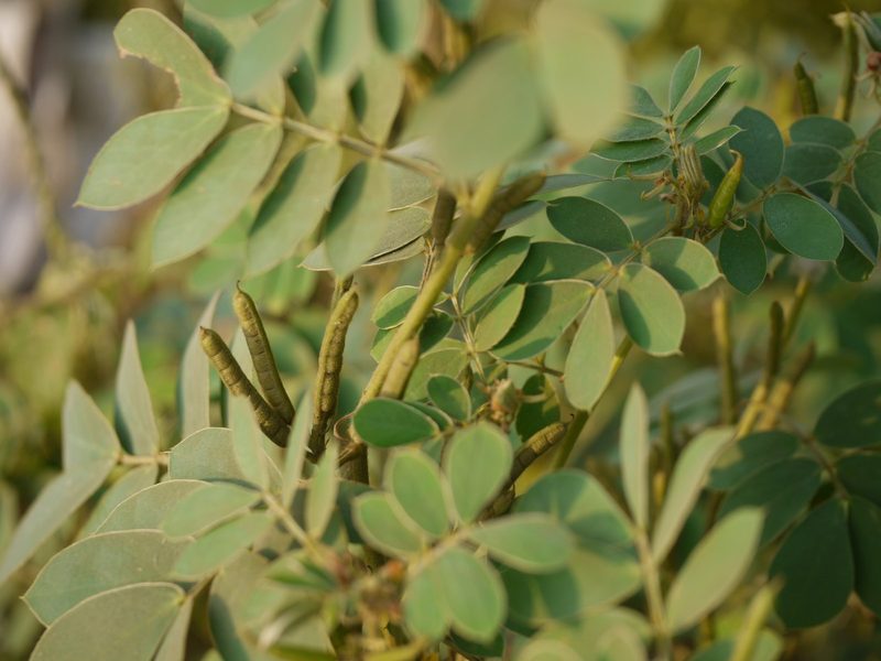 Oneleaf senna