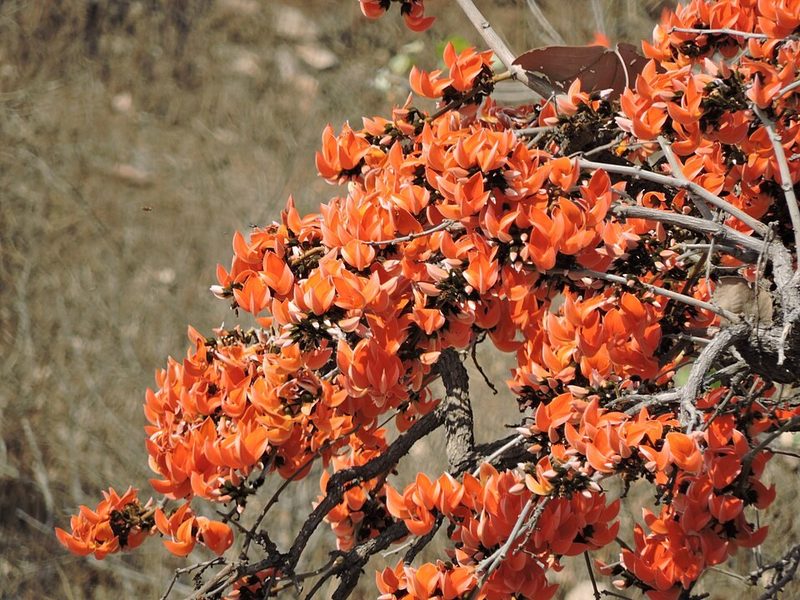 Palash