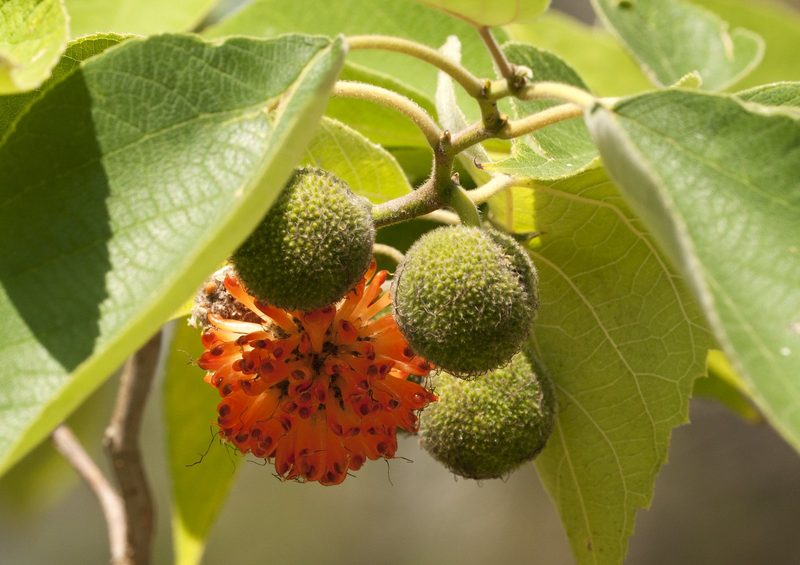 Paper mulberry