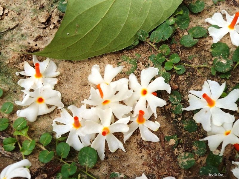 Parijat