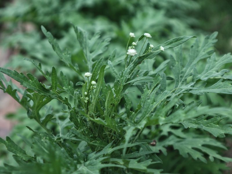 Congress grass