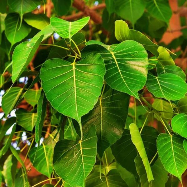 Peepal