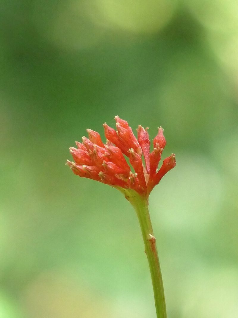 Sarpagandha