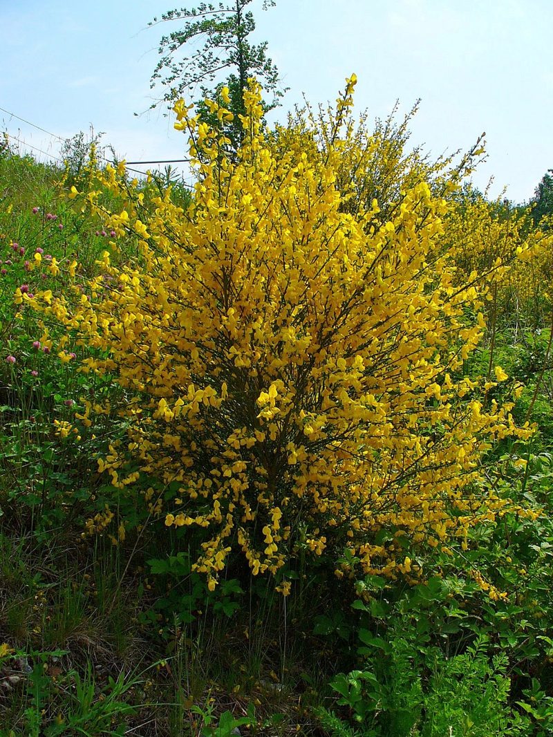Scotch broom