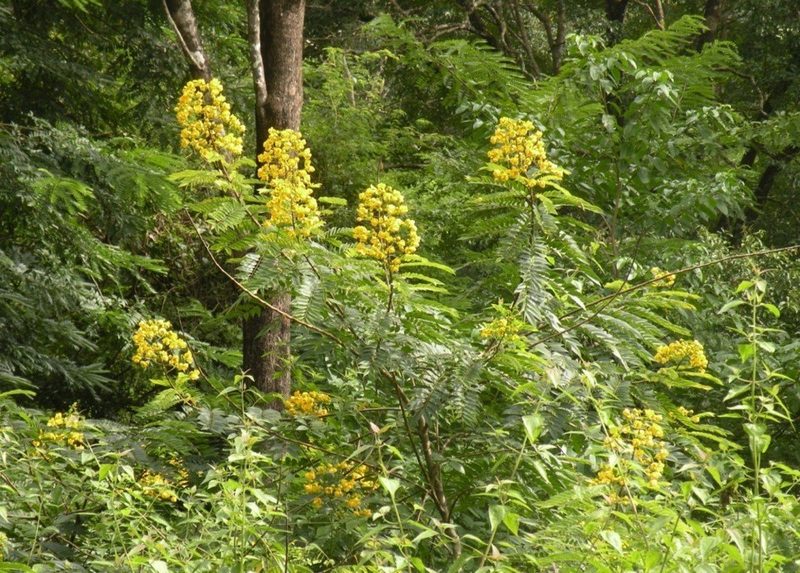 Whitebark senna