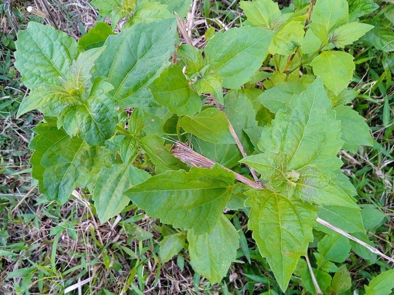 Siam weed