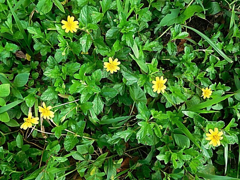 Singapore daisy