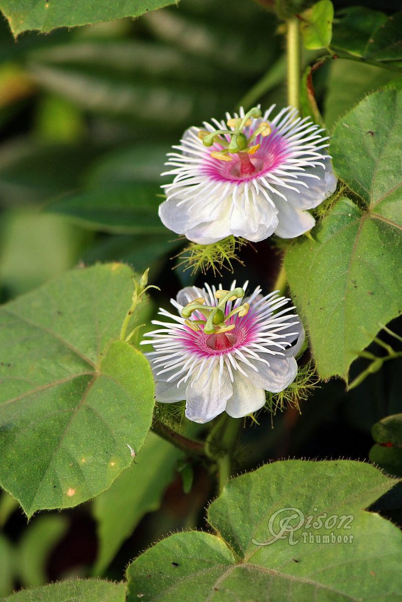 Stinking passionflower