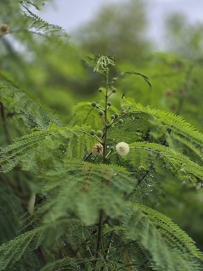 Subabul