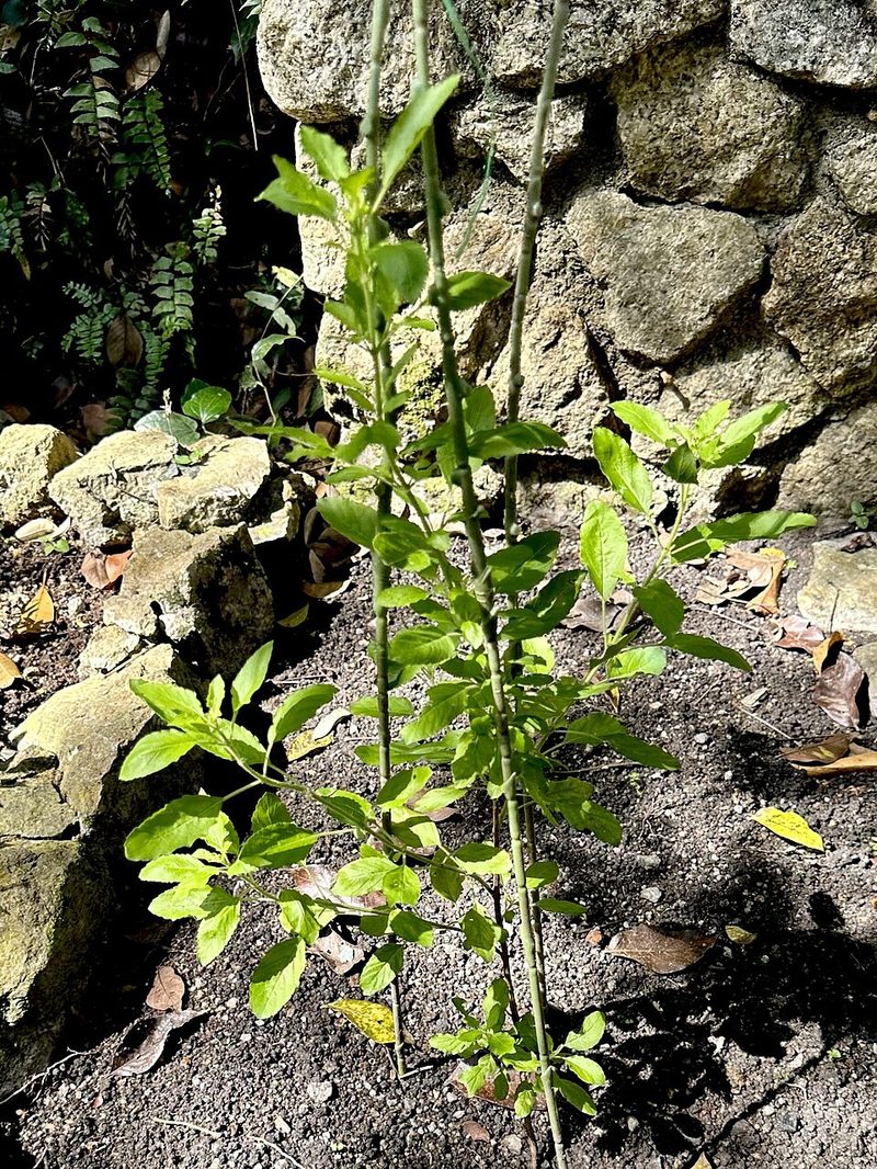 Tulsi