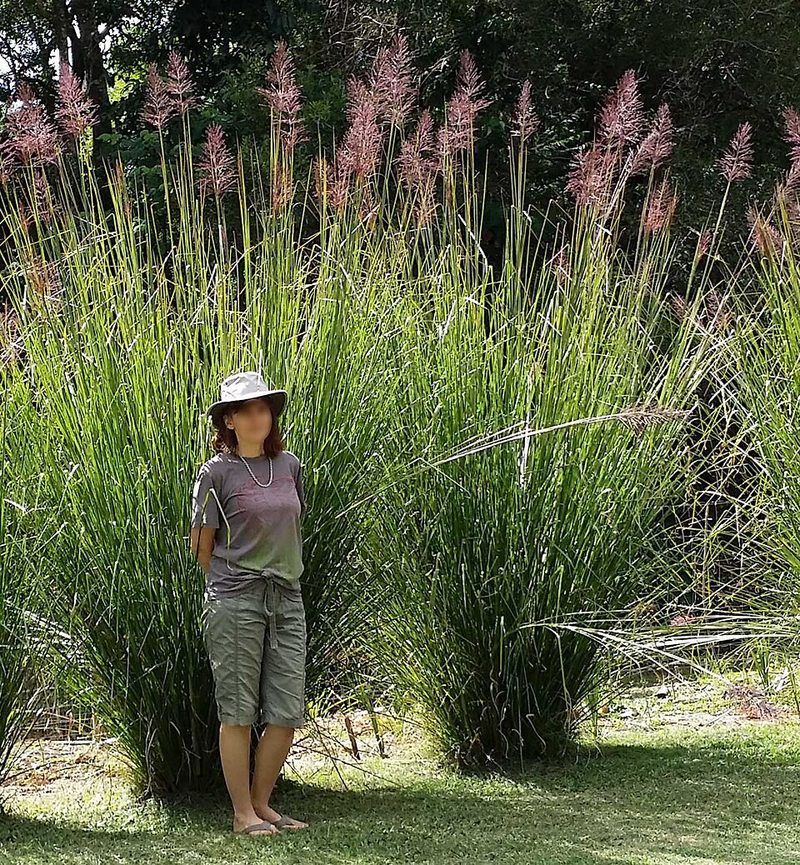 Vetiver