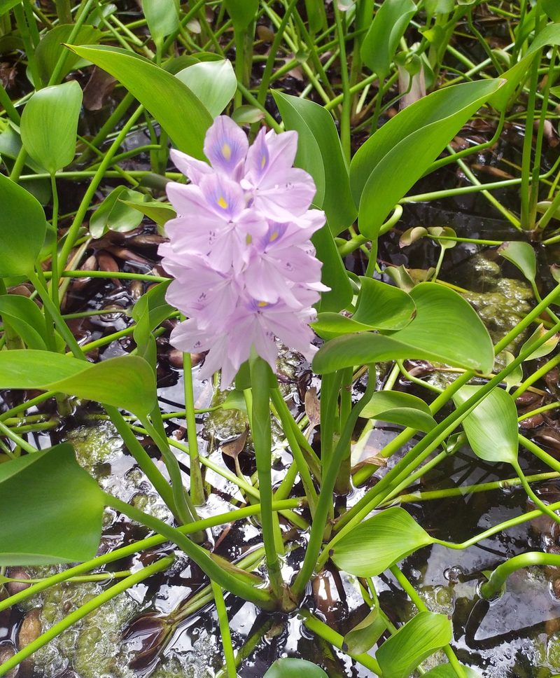 Water hyacinth