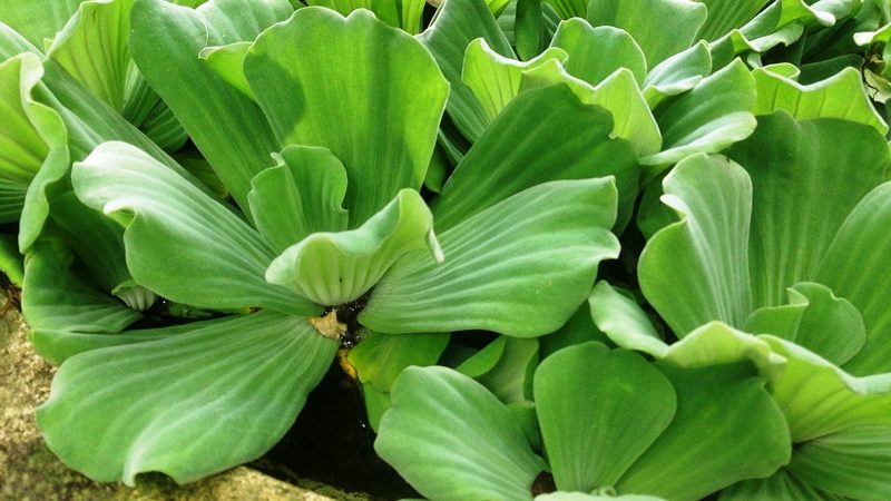 Water lettuce